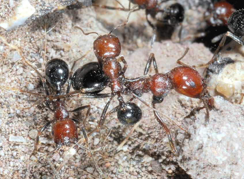 Insetto rosso nero e sollevamento pesi